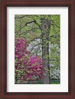 Framed Flowering Crabapple Trees, Chanticleer Garden, Pennsylvania