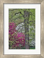 Framed Flowering Crabapple Trees, Chanticleer Garden, Pennsylvania
