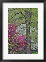 Framed Flowering Crabapple Trees, Chanticleer Garden, Pennsylvania