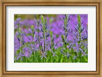 Framed Camas Along Bell's Run Creek, Chanticleer Garden, Pennsylvania