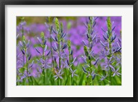 Framed Camas Along Bell's Run Creek, Chanticleer Garden, Pennsylvania