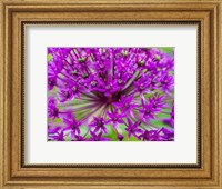 Framed Close-Up Of Flowering Bulbous Perennial Purple Allium Flowers