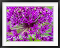 Framed Close-Up Of Flowering Bulbous Perennial Purple Allium Flowers