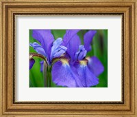 Framed Close-Up Of Purple Iris Flowers Blooming Outdoors