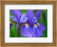 Framed Close-Up Of Purple Iris Flowers Blooming Outdoors
