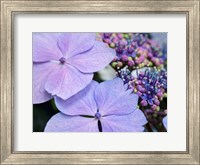 Framed Close-Up Of A Purple Lacecap Hydrangea