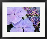 Framed Close-Up Of A Purple Lacecap Hydrangea