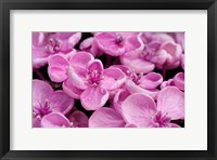 Framed Close-Up Of A Hydrangea Macrophylla 'Ayesha', Lilac Pink