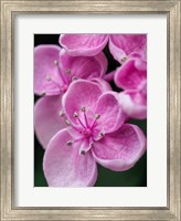 Framed Hydrangea Macrophylla 'Ayesha', Lilac Pink