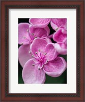 Framed Hydrangea Macrophylla 'Ayesha', Lilac Pink
