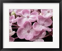 Framed Close-Up Of A Hydrangea Macrophylla 'Ayesha', Lilac Pink