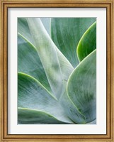 Framed Close-Up Of The Tropical Agave Plant