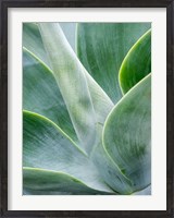 Framed Close-Up Of The Tropical Agave Plant