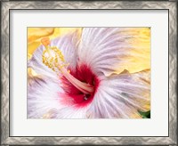 Framed Close-Up Of The Hibiscus Rosa-Sinensis 'Fifth Dimension'