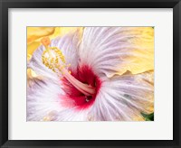 Framed Close-Up Of The Hibiscus Rosa-Sinensis 'Fifth Dimension'