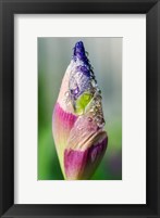 Framed Dewdrops On An Iris Bud