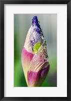 Framed Dewdrops On An Iris Bud