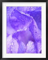 Framed Close-Up Of Dewdrops On A Purple Iris 1