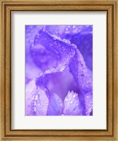 Framed Close-Up Of Dewdrops On A Purple Iris 1