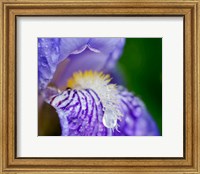 Framed Close-Up Of Dewdrops On A Purple Iris 2