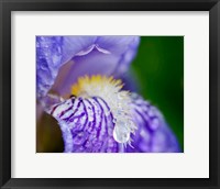 Framed Close-Up Of Dewdrops On A Purple Iris 2