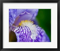 Framed Close-Up Of Dewdrops On A Purple Iris 2