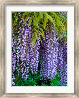 Framed Purple Wisteria Blossoms Hanging From A Trellis