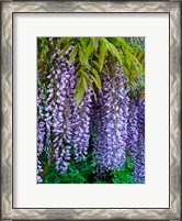 Framed Purple Wisteria Blossoms Hanging From A Trellis