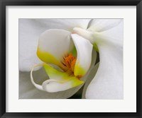 Framed Close-Up Of An White Orchid
