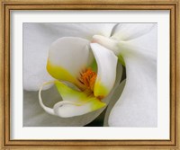 Framed Close-Up Of An White Orchid