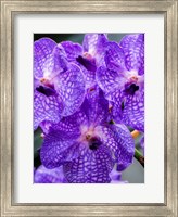 Framed Vanda Manuvadee 'Sky' Orchid