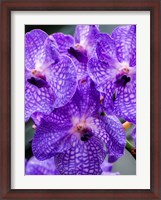 Framed Vanda Manuvadee 'Sky' Orchid