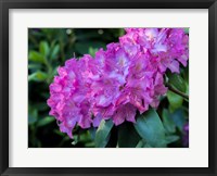 Framed Large Pink Rhododendron Blossoms In A Garden