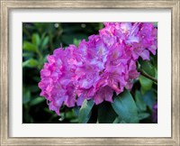 Framed Large Pink Rhododendron Blossoms In A Garden