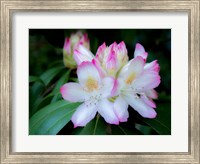 Framed Variegated Pink And White Rhododendron In A Garden