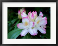 Framed Variegated Pink And White Rhododendron In A Garden