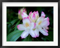 Framed Variegated Pink And White Rhododendron In A Garden