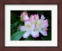 Framed Variegated Pink And White Rhododendron In A Garden