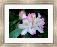 Framed Variegated Pink And White Rhododendron In A Garden