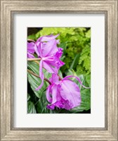 Framed Variety Of Pink Orchid