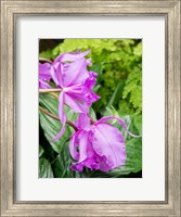 Framed Variety Of Pink Orchid