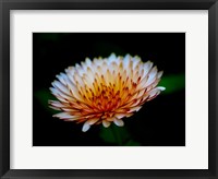 Framed Close-Up Of A Flower