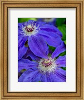 Framed Close-Up Of A Blue Clematis