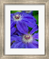 Framed Close-Up Of A Blue Clematis