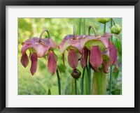 Framed Purple Flowers Of The Pitcher Plant, Sarracenia, A Carnivorous Plant