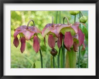 Framed Purple Flowers Of The Pitcher Plant, Sarracenia, A Carnivorous Plant