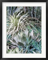 Framed Garden With An Assortment Of Bromeliad Plants And Textures