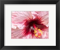 Framed Close-Up Of A Hibiscus Flower