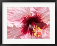 Framed Close-Up Of A Hibiscus Flower