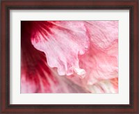 Framed Pennsylvania, Close-Up Of A Hibiscus Flower